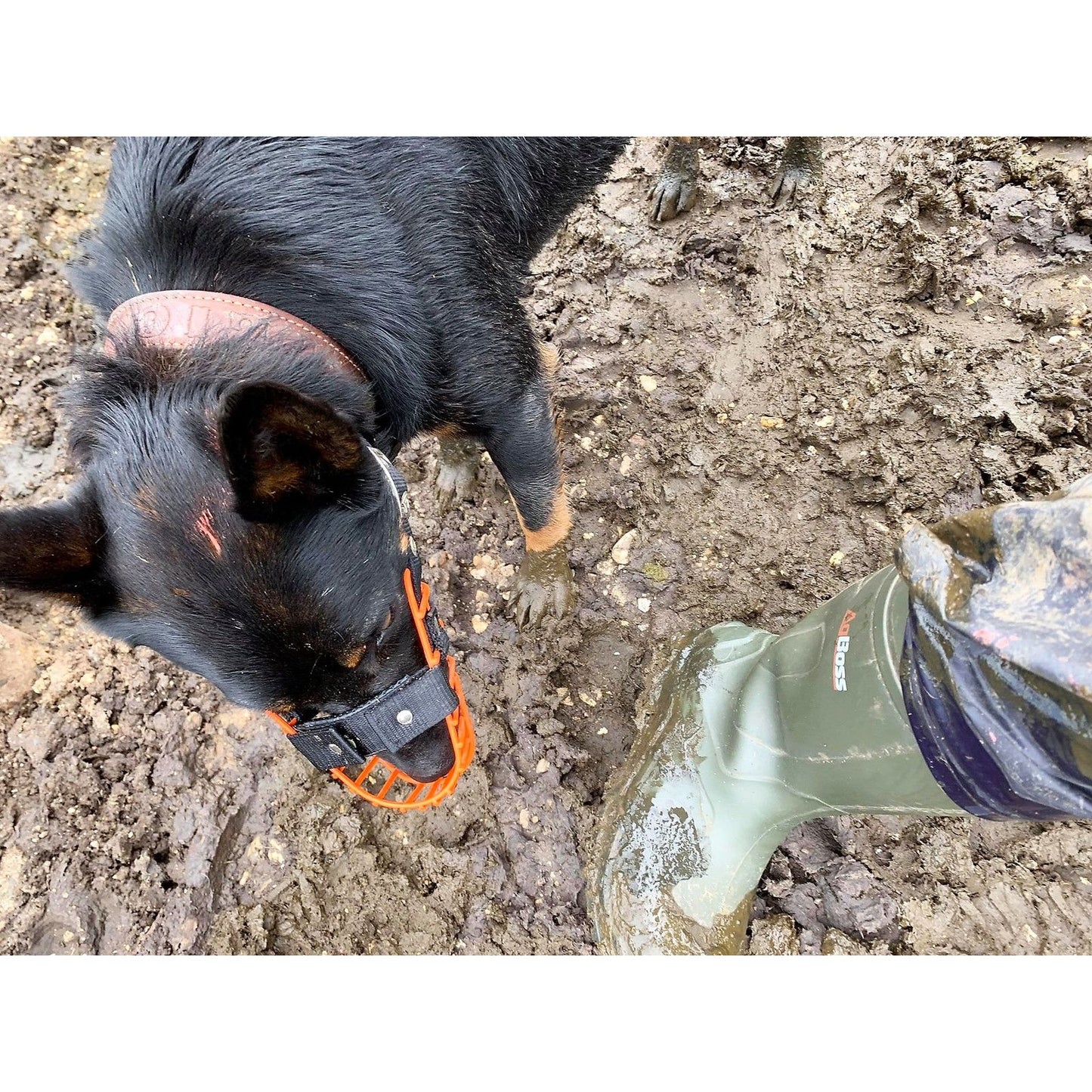 Working Dog Muzzle - Wire