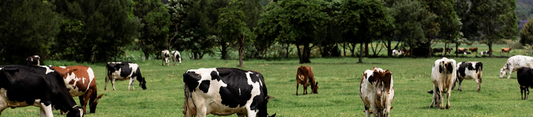Facts about the Australian Dairy Industry