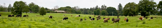 Pasture Improvement in Australia