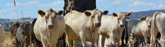 10 Popular Cattle Breeds in Australia