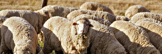 Brief history of farming in Australia