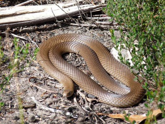 Avoiding Brown Snakes on Farm