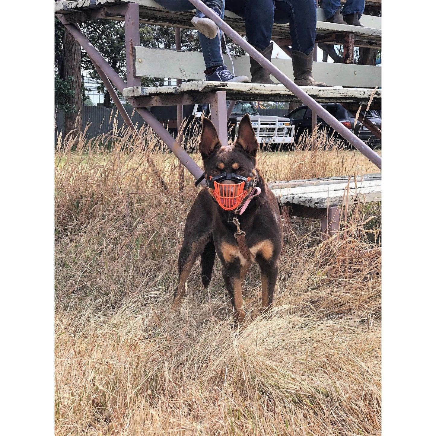 Working Dog Muzzle - Wire